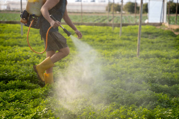 Best Pest Control Near Me  in Shadybrook, TX
