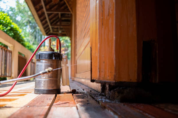 Best Termite Control Services  in Shadybrook, TX